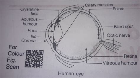 Explain The Construction And Working Of Human Eye