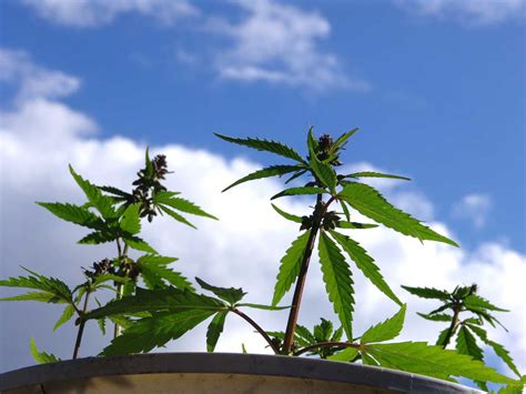 What Do Male Cannabis Plants Look Like Grow Weed Easy