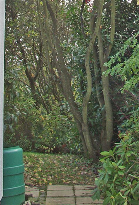 Da es je nach art des strauches andere regeln zum schnitt gibt, erkundigen sie sich, wie die sträucher zu schneiden sind. Wann große Sträucher schneiden? - Hausgarten.net