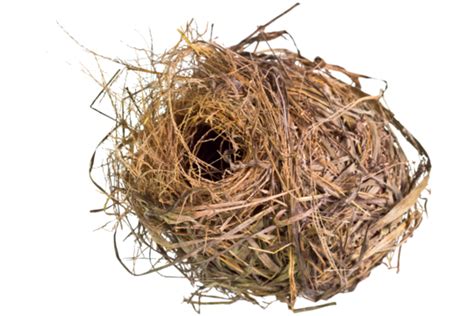 A Bird In The Nest Png Vector Psd And Clipart With Transparent