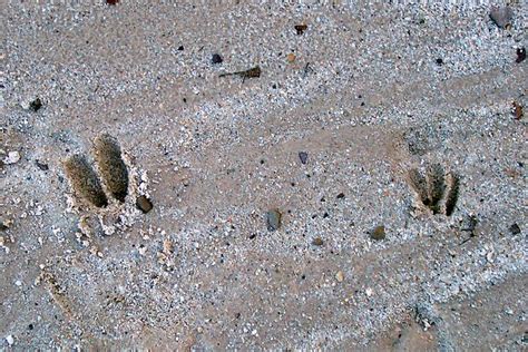 Whitetail Deer Tracks On The Beach Flickr Photo Sharing