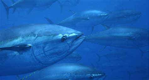 Spanish bluefin tuna rancher begins to rebuild after ...