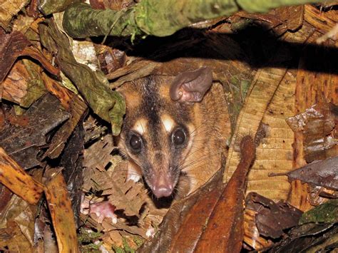 Brown Four Eyed Opossum Marsupial Nocturnal South America Britannica