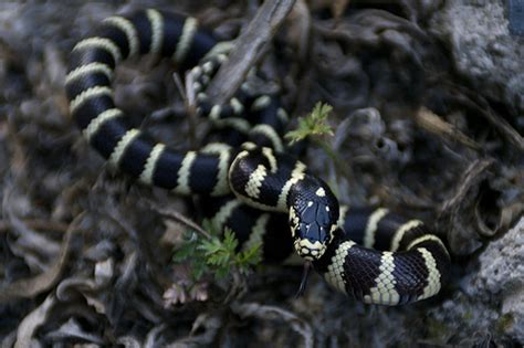 California King Snake Reptiles Of Arizona · Inaturalist