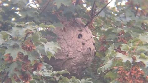 Asian Hornet Nest In Rayleigh Removed From Back Garden For Tests Bbc News