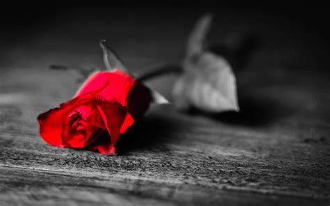 Check spelling or type a new query. Download Black And Red Rose Wallpaper Gallery
