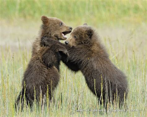 Picture Of Grizzly Bear Cubs Playing Shetzers Photography