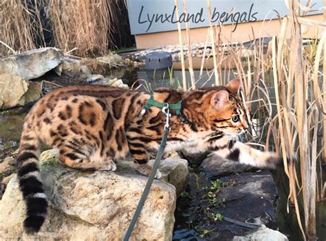 Lynxland Orion F5 Lynxland Bengals