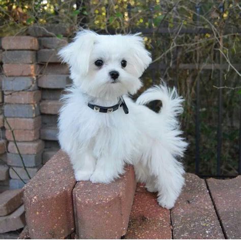 ♛boutique Chic♛ Maltese Really Cute Dogs Maltese Dogs Really Cute