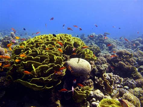 Marine Bacteria Are Essential For Coral Reef Health Successful Green