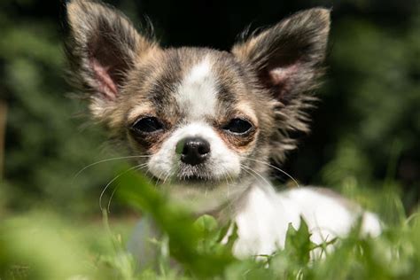 How To Make Your Chihuahua Live Longer Pets Lovers