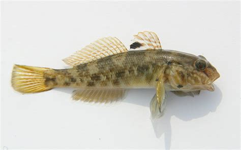 Round Goby Profile And Resources Invasive Species Centre