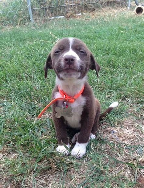 Smiling Puppy Pictures