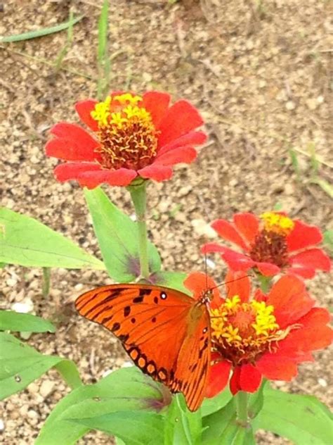 Butterfly On A Red Zinnia Zinnias Flowers Blossom