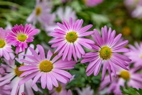 5 Petal Pink Flower Yellow Center Best Flower Site