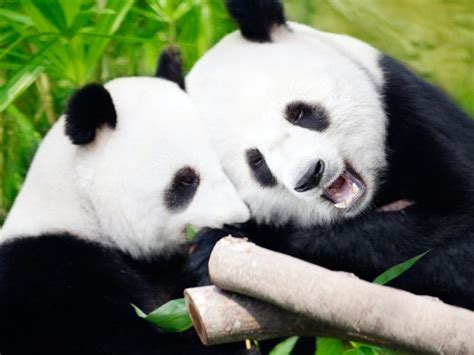 Unique Pandas