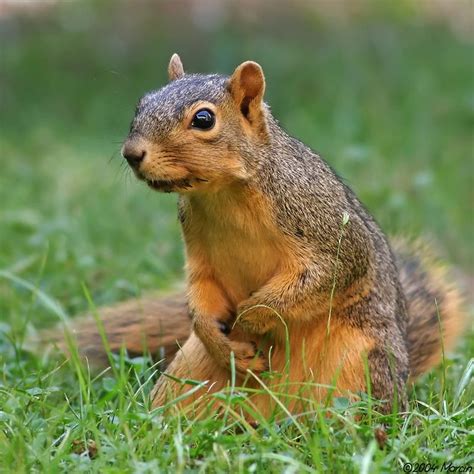 Fox Squirrel Pictures The Fox Squirrel The Wildlife See More
