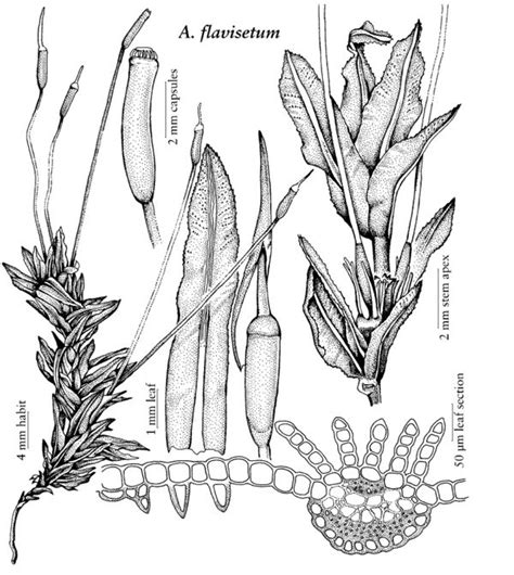 Polytrichaceae Fna