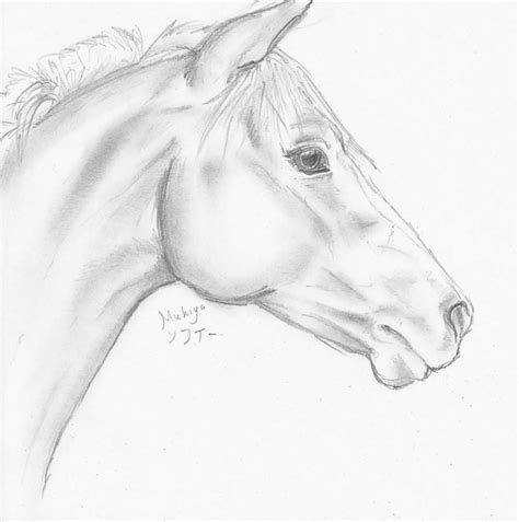 Horses Horse Drawings Horse Head Drawing Horse Pencil Drawing