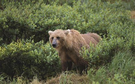 Wallpaper Grass Wildlife Zoo Grizzly Bear Brown Bear Safari
