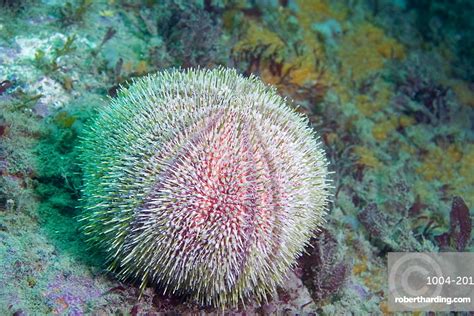 Common Sea Urchin Echinus Stock Photo