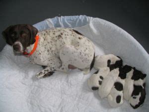 They all have a natural hunting ability and are great family pets. German Shorthaired Pointer Puppies in Minnesota