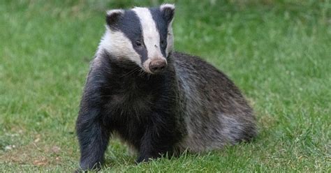 Shropshire Badger Group