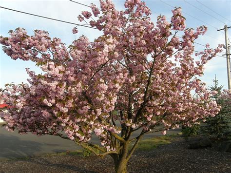 Flowering Pink Cherry Tree At Oregon Coastal Flowers