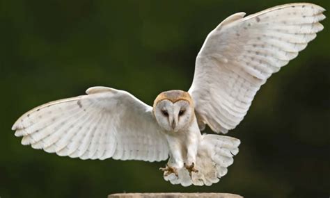 Why Do Owls Hoot We Tell 4 Reasons And What Species Do This
