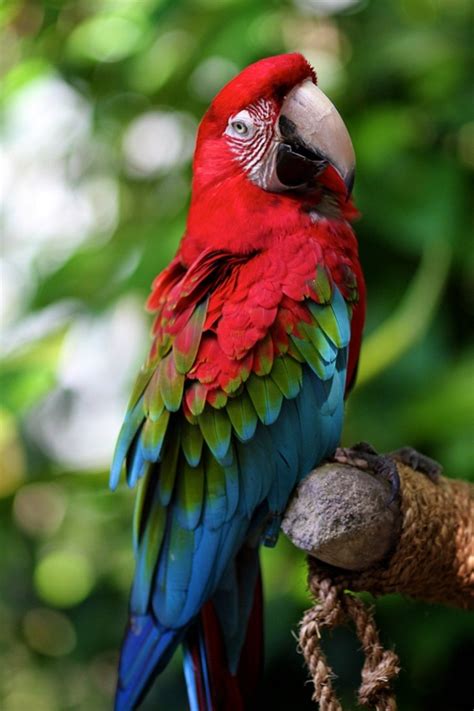 Unusual And Beautiful Birds Of The World