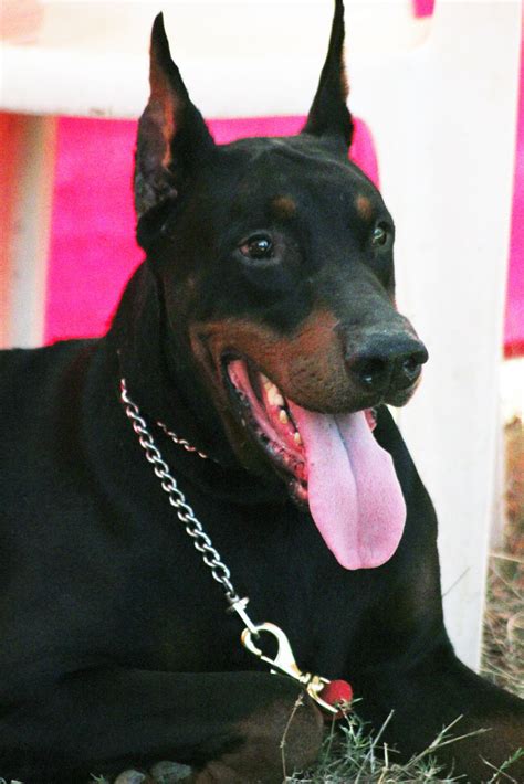 Free Photo Doberman Pinscher Sitting