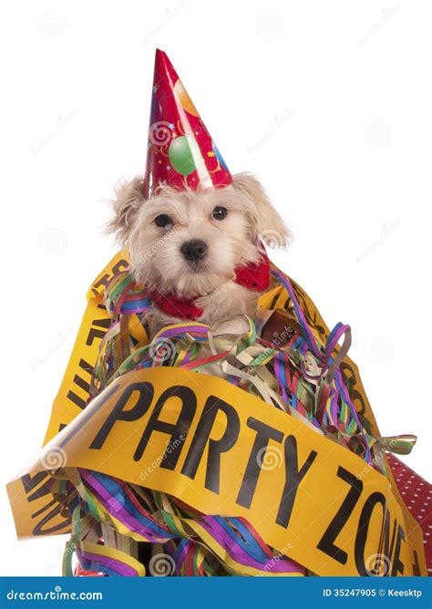 Maltese Dog With Party Hat Stock Image Image Of Background 35247905