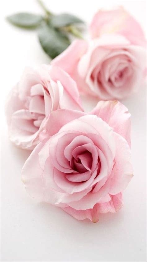 Iphone Wallpaper Roses Pink Roses Pink Flowers Petals