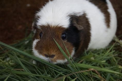 Guinea Pig Rodent Cavy Domestic Free Photo On Pixabay