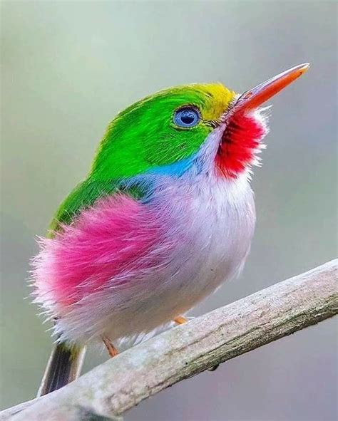 Gorgeous Colours On This Tiny Bird Pretty Birds Beautiful Birds