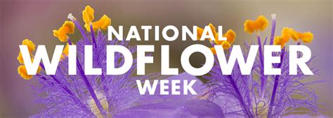 National Wildflower Week