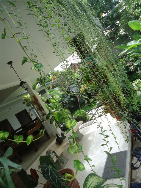 Bukan kartu hp aja gan yang mengalami masa aktif/expayed. tanama rambat.. lee kwan yew | Tanaman, Dekorasi rumah, Rumah