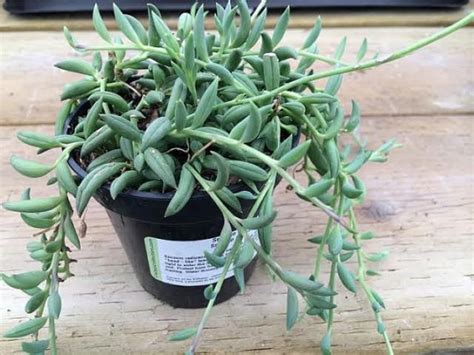 Succulent Plant String Of Bananas Senecio Radicans Glauca Made For