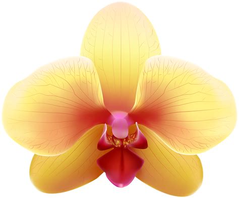 Orchid Clipart Orange Orchid Orange Transparent Free For Download On