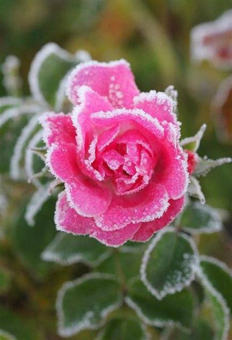Frozen Rose Recentlyfree Pictures Free Photos Free Image From