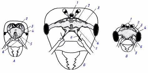 Рис. 327 (zu) Головной мозг муравья Lasius brevicornis Картинка - Рис. 327 (zu) Головной мозг муравья Lasius brevicornis