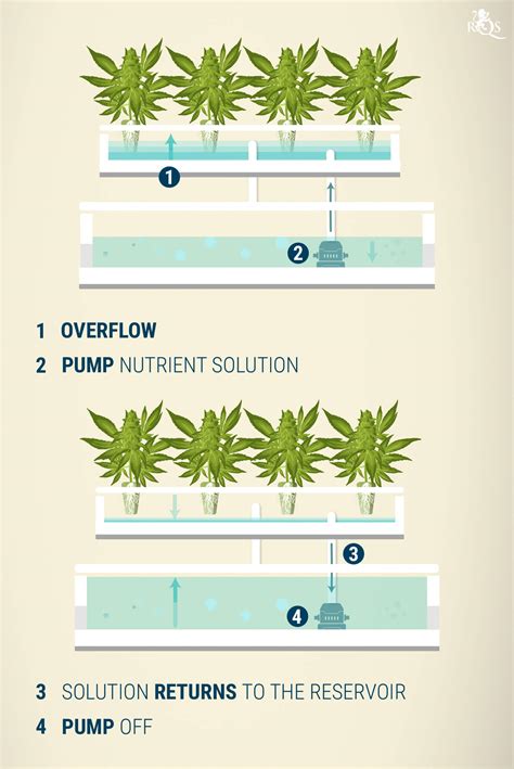 Hydroponics Cannabis Growing Guide Rqs Blog