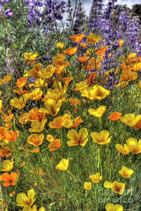 Poppies And Lupines Photograph By Jim And Emily Bush Fine Art America