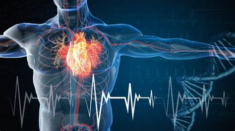 Les Maladies Cardiovasculaires Medisite