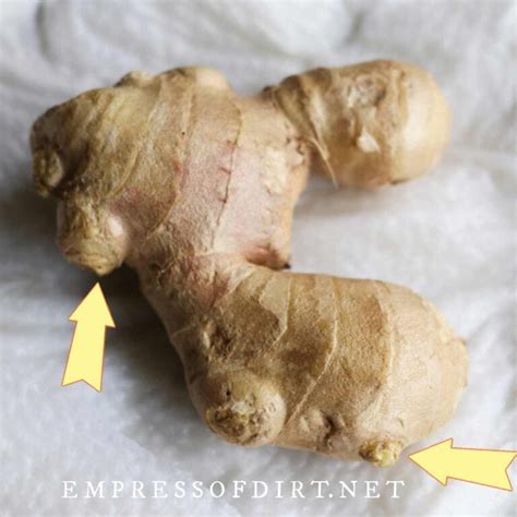 How To Sprout Ginger Root Indoor Growing Tips Empress Of Dirt