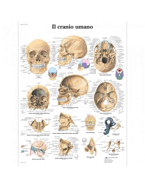 Tavola Anatomica Il Cranio Umano Tuttosteopatia It Shop