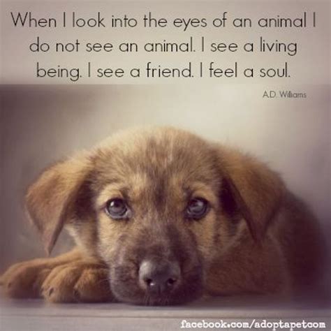 Inspirational Quotes About Animals Quotesgram