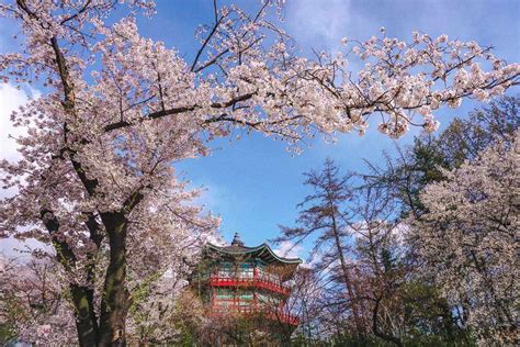 The Best Places To See Cherry Blossoms In Seoul 2022