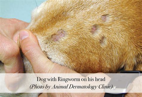 Symptoms Of Ringworm In Dogs