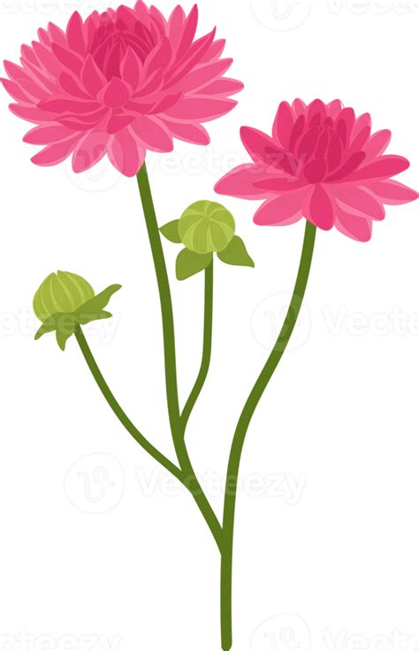 Pink Dahlia Flower Hand Drawn Illustration 10173997 Png